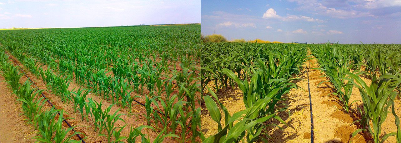 Drip Irrigation Systems